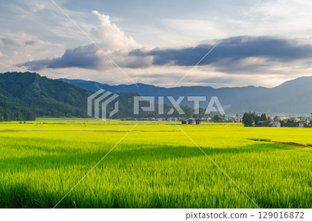 <<Niigata Prefecture>> Summer rural scenery: Uonuma land 129016872