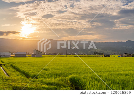 <<Niigata Prefecture>> Summer rural scenery: Uonuma land 129016899