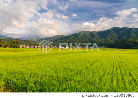 <<Niigata Prefecture>> Summer rural scenery: Uonuma land 129016903