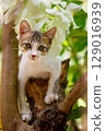 Vertical portrait of a curious kitten climbing a tree in backyard environment 129016939