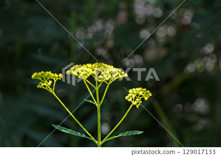 Ominae（maro flower） 129017133