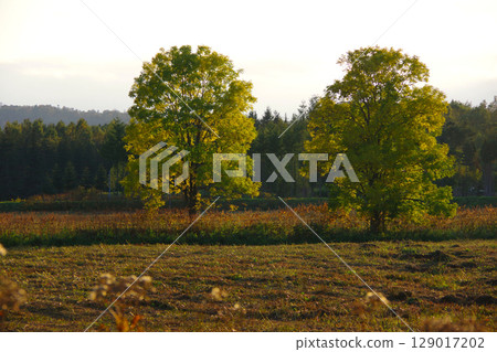 北海道幌加內町國道275號沿線黃葉 129017202