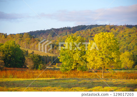 北海道幌加內町國道275號沿線黃葉 129017203