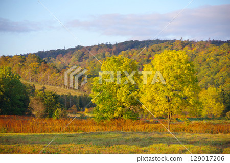 北海道幌加內町國道275號沿線黃葉 北海道幌加內町國道275號沿線黃葉 129017206