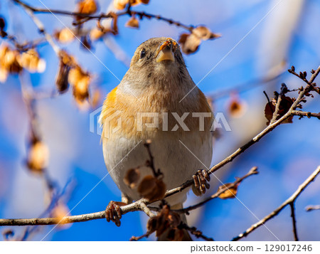 Brambling perched on a branch 129017246