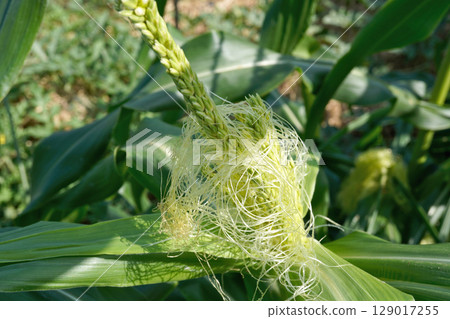 Corn Tassel Seed 19 Corn Tassel Seed 19 129017255