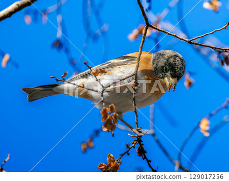 Brambling perched on a branch Brambling perched on a branch 129017256