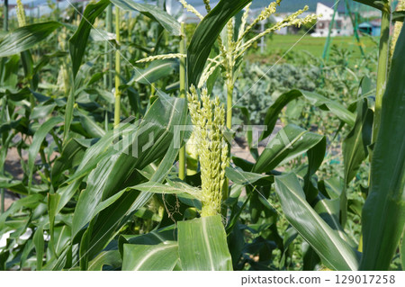 玉米穗種子 18 129017258