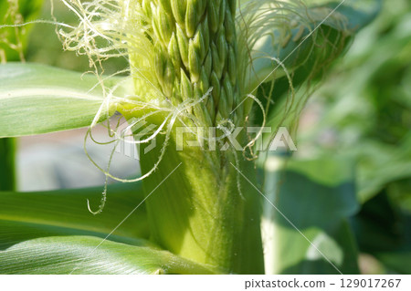 Corn Tassel Seeds 15 Corn Tassel Seeds 15 129017267