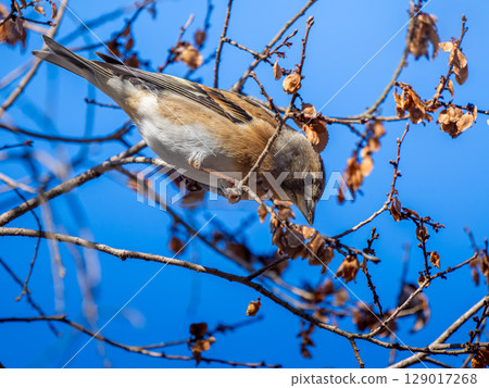 Brambling perched on a branch Brambling perched on a branch 129017268