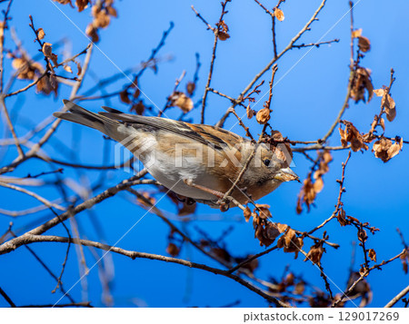 Brambling perched on a branch 129017269