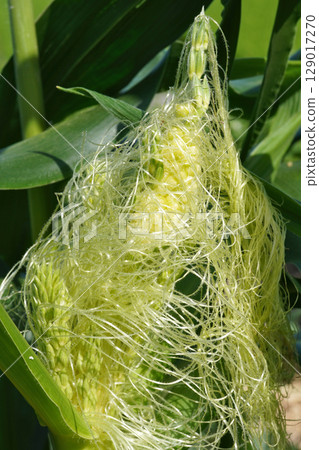 Corn Tassel Seed 14 Corn Tassel Seed 14 129017270