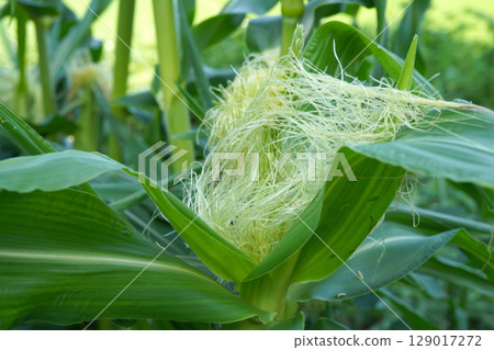 Corn Tassel Seed 13 Corn Tassel Seed 13 129017272