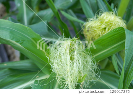 Corn Tassel Seeds 12 Corn Tassel Seeds 12 129017275