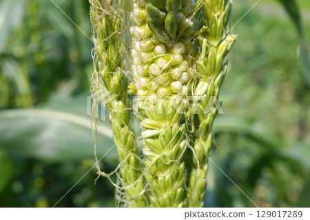 Corn Tassel Seed 08 Corn Tassel Seed 08 129017289