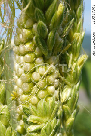 Corn Tassel Seed 02 Corn Tassel Seed 02 129017305