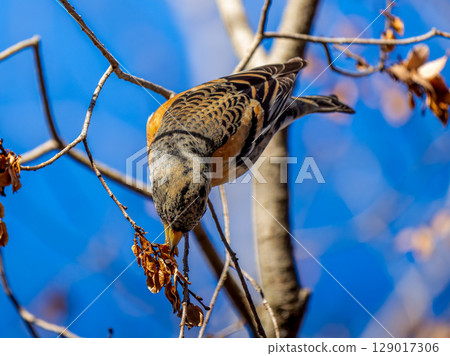 Brambling perched on a branch Brambling perched on a branch 129017306