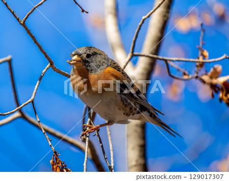 Brambling perched on a branch Brambling perched on a branch 129017307