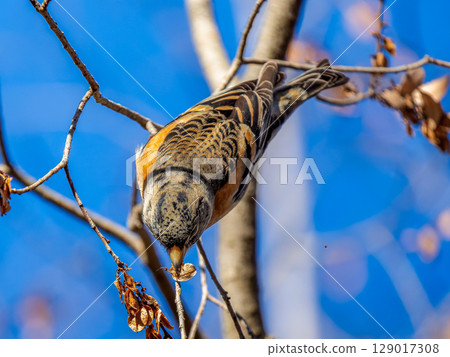 Brambling perched on a branch 129017308