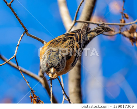 Brambling perched on a branch 129017309