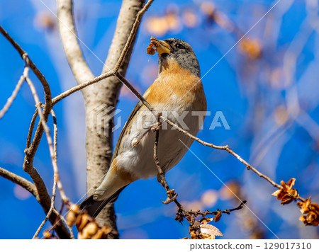Brambling perched on a branch 129017310