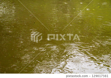 Rain in the rainy season creates ripples on the water surface21 Rain in the rainy season creates ripples on the water surface21 129017381
