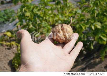 Potato cracks 04 129017428