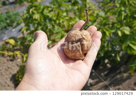 Potato cracks 05 Potato cracks 05 129017429