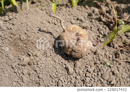 Potato cracks 08 Potato cracks 08 129017432