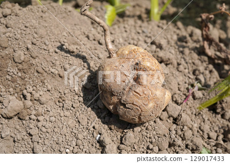 土豆裂紋 09 129017433