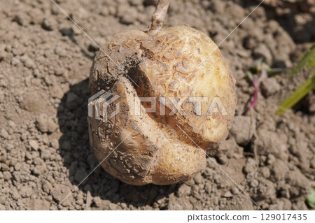 馬鈴薯裂片 10 129017435