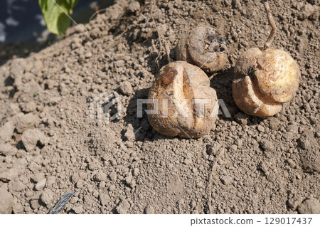 Potato cracks 12 129017437