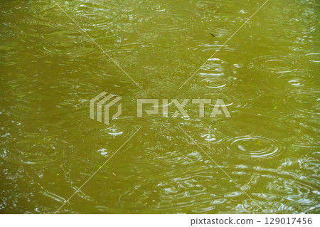 Rain in the rainy season creates ripples on the water surface07 129017456