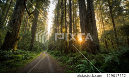 Ancient Forest Path, Nature's Embrace, Solitude, Rejuvenation. Ideal for wellness retreats, outdoor enthusiasts, mindfulness 129017552