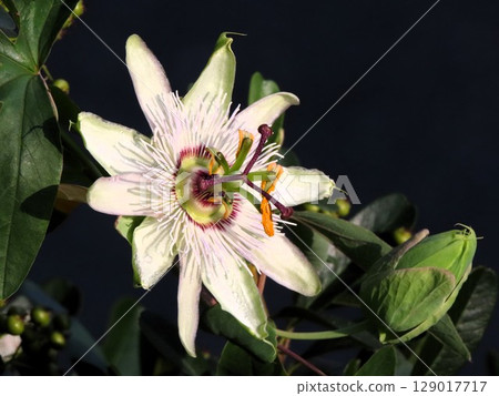 花壇裡的花： 鐘花：梅雨季至夏季開放的花。 129017717