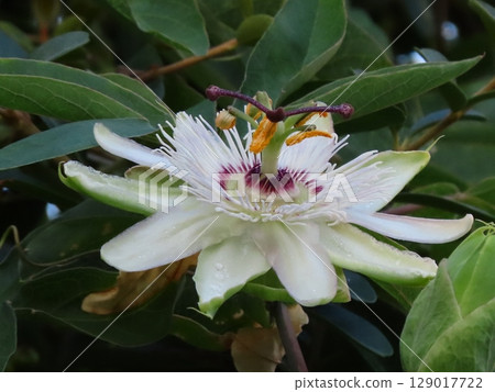 Flowers in the flower bed: Clock vine flowers: flowers that bloom from the rainy season to summer. Flowers in the flower bed: Clock vine flowers: flowers that bloom from the rainy season to summer. 129017722