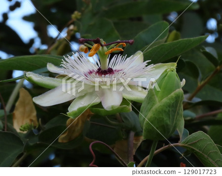 Flowers in the flower bed: Clock vine flowers: flowers that bloom from the rainy season to summer. 129017723