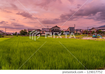 《新潟縣》夏日黃昏田園風光－魚沼樂園 129017752