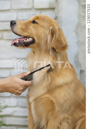 A Golden Retriever dog patiently sits while being combed, with a person's hand visible brushing its fur. The dog's relaxed expression and open mouth suggest comfort during the grooming process. 129017810