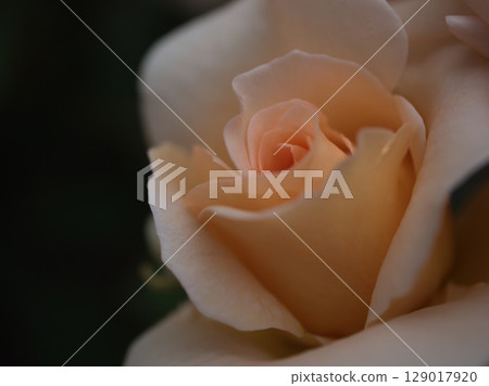 A beautiful pale pink rose flower "Apricot Nectar" bloomed in May A beautiful pale pink rose flower "Apricot Nectar" bloomed in May 129017920