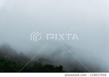 雨季：晨霧籠罩的山樹 01 129017938