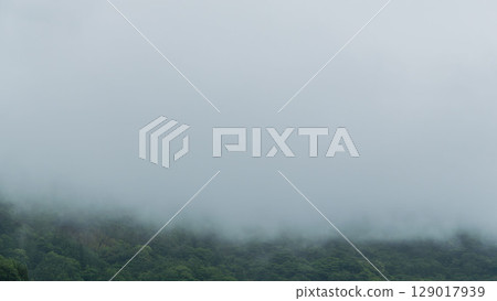 雨季：晨霧籠罩的山樹 02 129017939