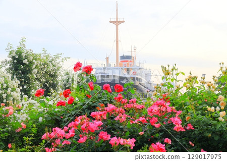 Rose garden and Hikawamaru in Yamashita Park 129017975