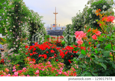 山下公園的玫瑰園和冰川丸 129017978