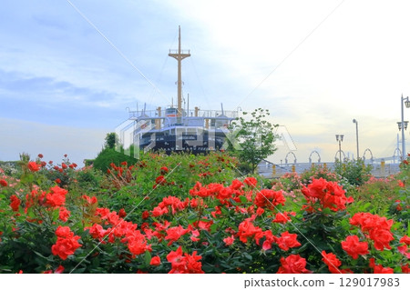 山下公園的玫瑰園和冰川丸 129017983