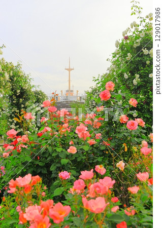 Rose garden and Hikawamaru in Yamashita Park 129017986