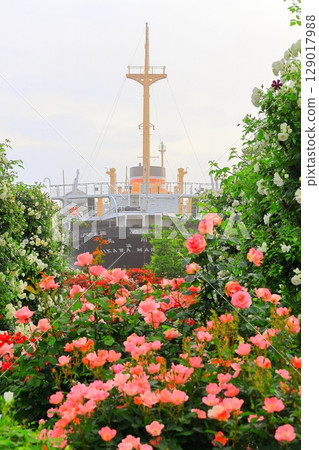 Rose garden and Hikawamaru in Yamashita Park 129017988