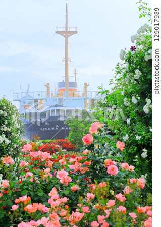 Rose garden and Hikawamaru in Yamashita Park 129017989