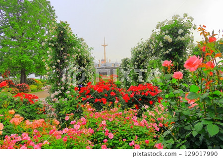 Rose garden and Hikawamaru in Yamashita Park Rose garden and Hikawamaru in Yamashita Park 129017990