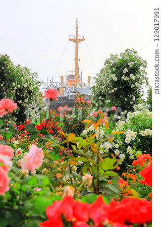 Rose garden and Hikawamaru in Yamashita Park Rose garden and Hikawamaru in Yamashita Park 129017991